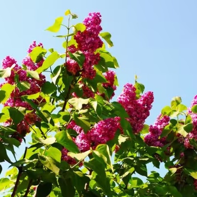 Сирень Москва